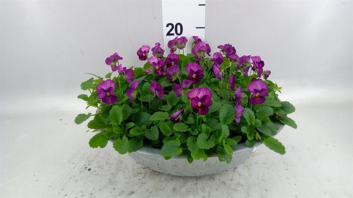 <h4>Viola corn. 'Evo Mini Pink Wing'</h4>