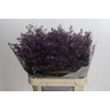 Limonium ov Piuma Sky