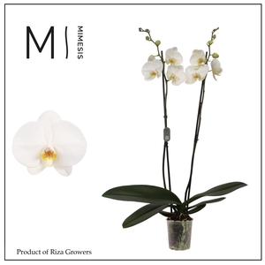 Phalaenopsis Tokyo 2 spike – 12cm | Mimesis