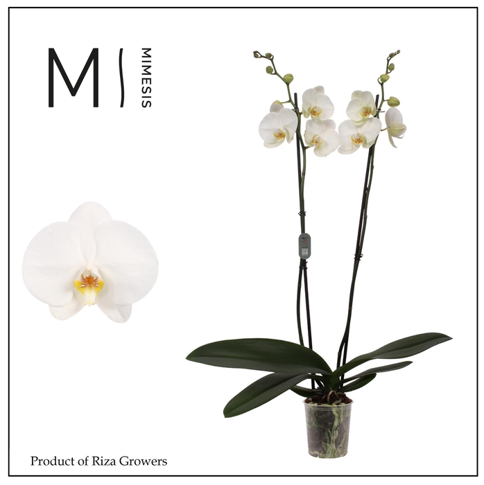 <h4>Phalaenopsis Tokyo 2 spike – 12cm | Mimesis</h4>