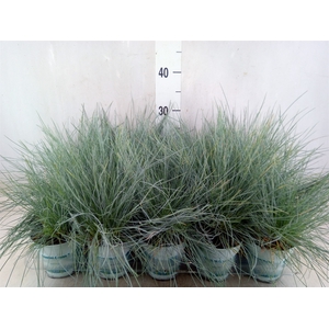 Festuca glauca 'Compacta Blue'