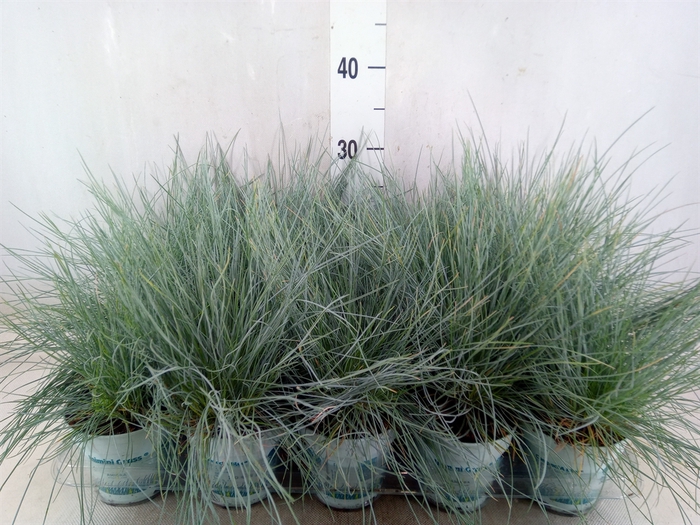 <h4>Festuca glauca 'Compacta Blue'</h4>