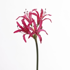 AF Nerine L65cm Beauty