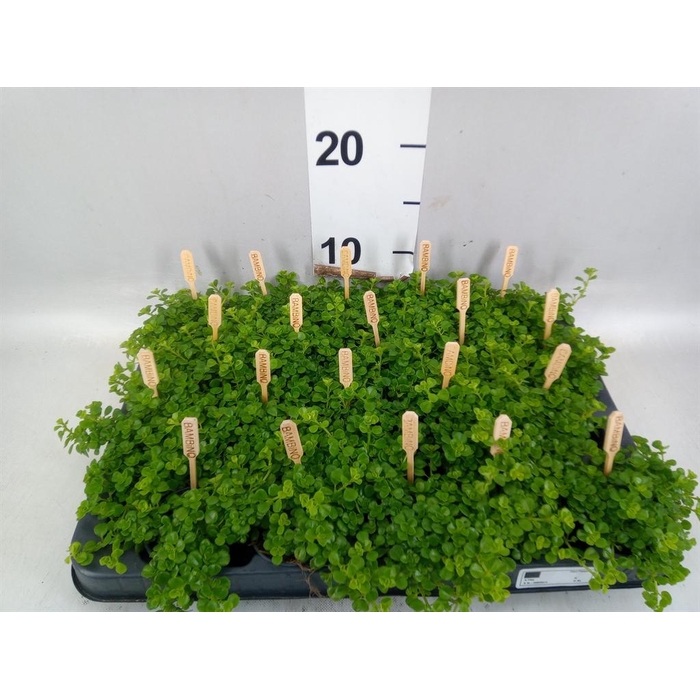 <h4>Pilea depressa</h4>