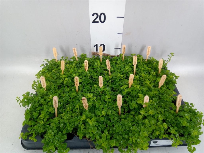 <h4>Pilea depressa</h4>