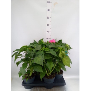 Hibiscus mosch. 'Extreme Hot Pink'