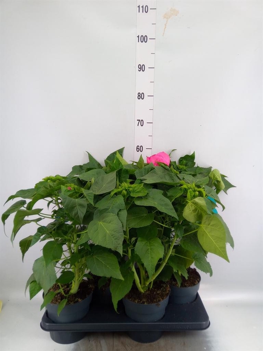 <h4>Hibiscus mosch. 'Extreme Hot Pink'</h4>