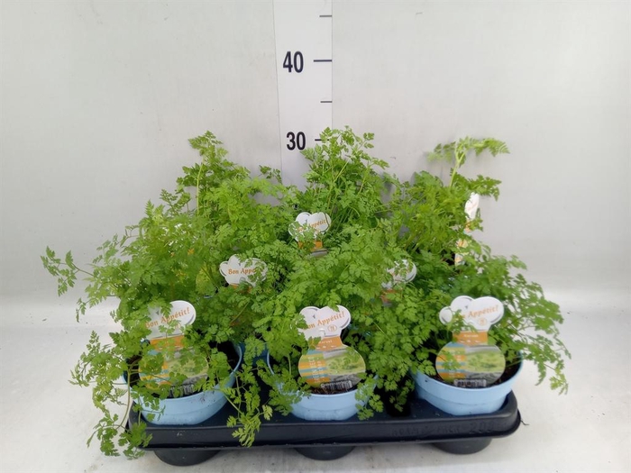 <h4>Tuinkruiden ...</h4>