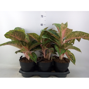 Aglaonema  'Lychee Red'
