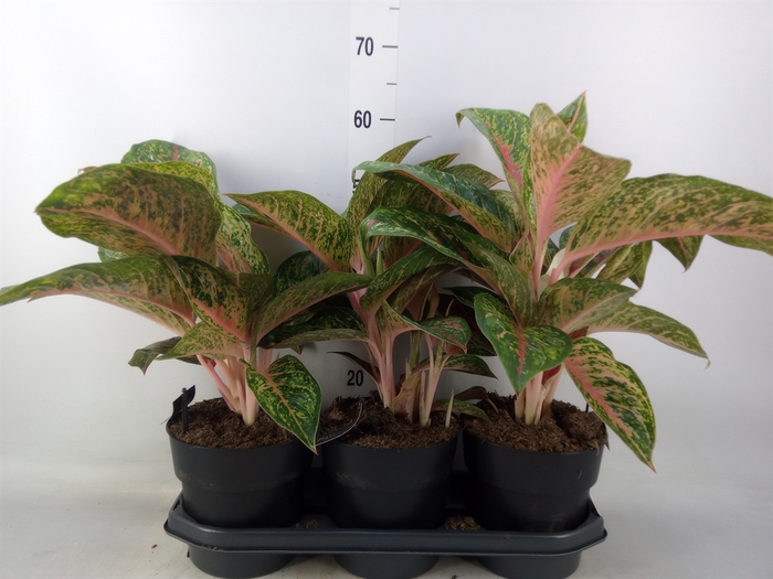 <h4>Aglaonema  'Lychee Red'</h4>