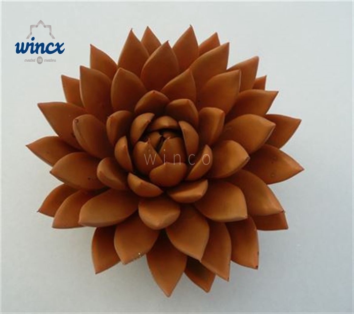 <h4>Echeveria Agavoides Paint Orange Pumpkin Cutfl Win</h4>