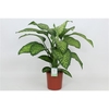 Dieffenbachia Tropic Jewel