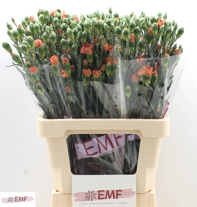 <h4>Di Tr Miss Indie</h4>