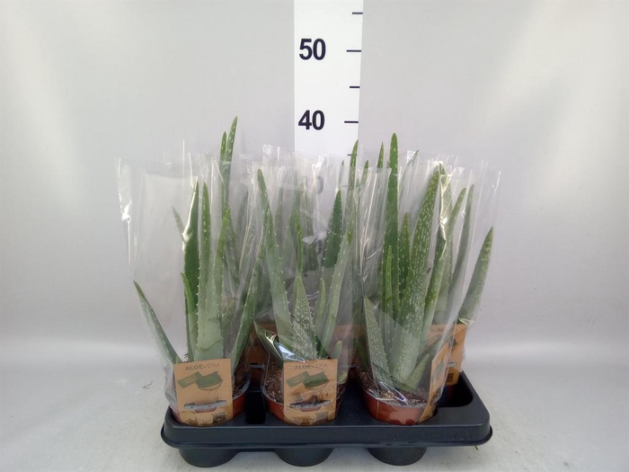 <h4>Aloe vera</h4>