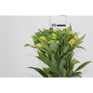 ALSTROEMERIA MELLOW YELLOW 080 CM