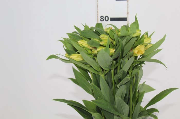 <h4>ALSTROEMERIA MELLOW YELLOW 080 CM</h4>