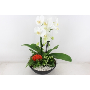 arr2 PL - Ebbischaal x2 phal. wit V2