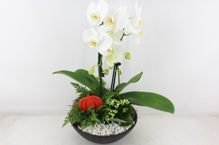 <h4>arr2 PL - Ebbischaal x2 phal. wit V2</h4>