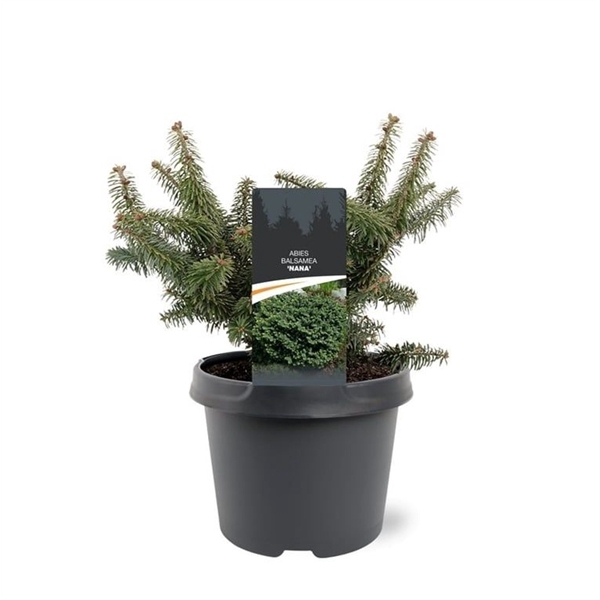<h4>Abies balsamea 'Nana'</h4>