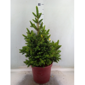 Picea abies 'Will's Zwerg'