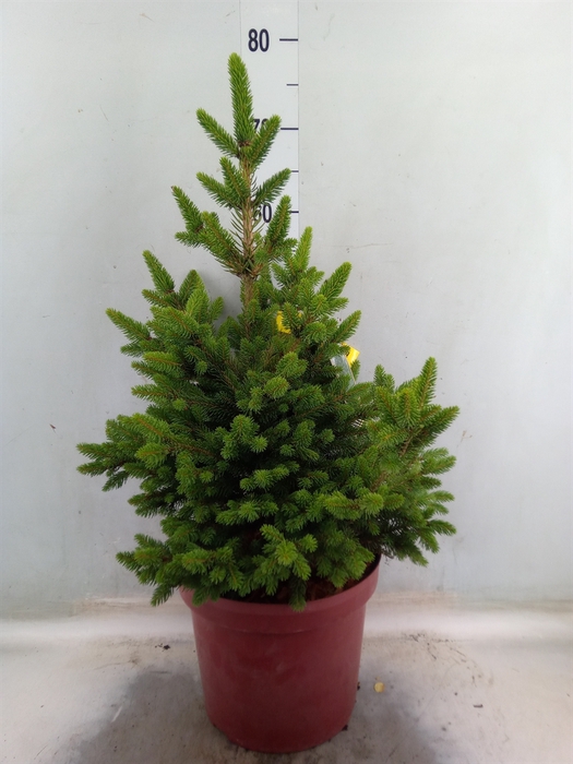 <h4>Picea abies 'Will's Zwerg'</h4>