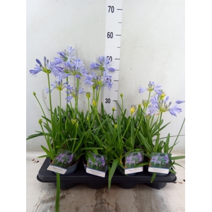 Agapanthus  'Charlotte'