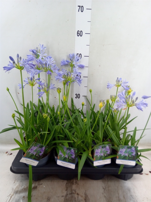 <h4>Agapanthus  'Charlotte'</h4>