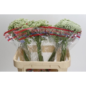 Ammi Visnaga Casablanca