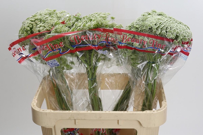 <h4>Ammi Visnaga Casablanca</h4>
