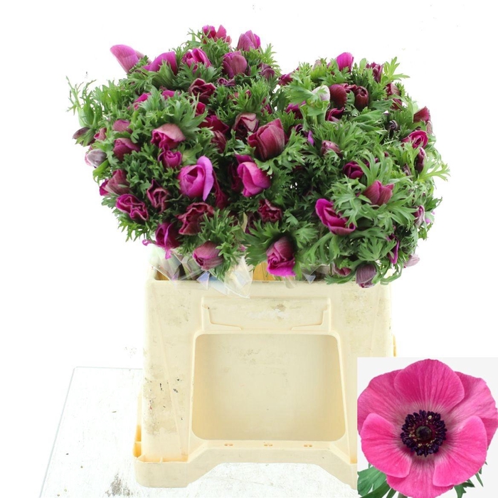 <h4>ANEM CO MAR ORCHID</h4>