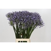 Agapanthus Happy Blue
