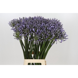 Agapanthus Happy Blue