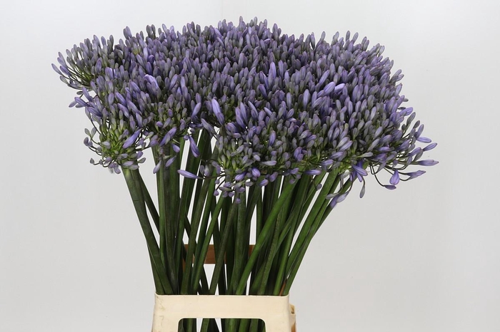 <h4>Agapanthus Happy Blue</h4>