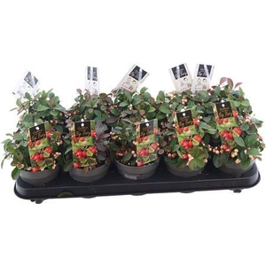 Gaulth Pr Ciao Berry White