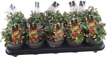 <h4>Gaulth Pr Ciao Berry White</h4>