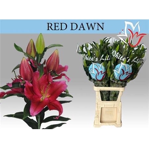Li Or Red Dawn