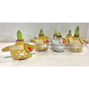 BLOEMBOL HIPPEASTRUM