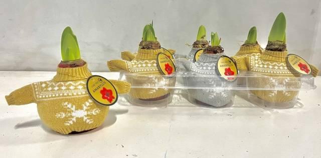 <h4>BLOEMBOL HIPPEASTRUM</h4>