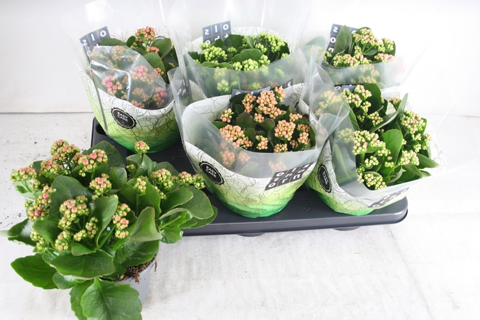 <h4>KAL GE GEM 4 KL</h4>