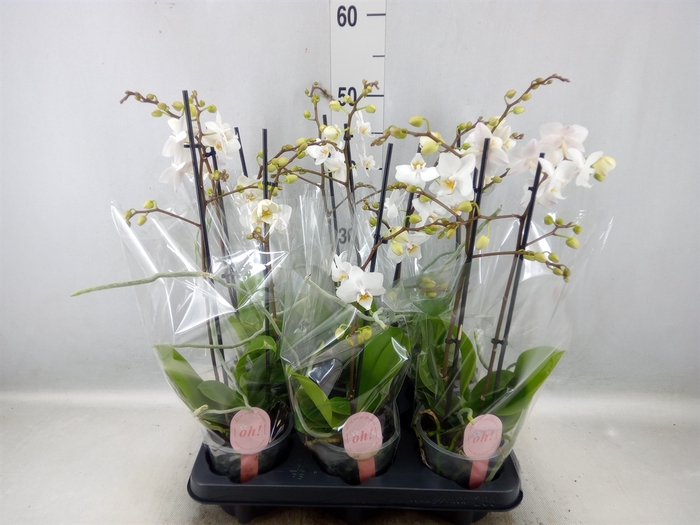 <h4>Phalaenopsis multi.   ...white</h4>