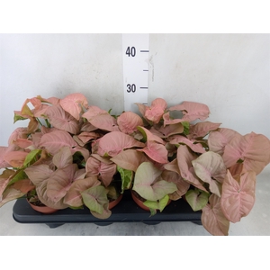 Syngonium podop.