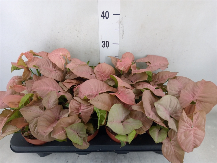 <h4>Syngonium podop.</h4>