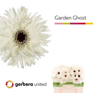 Ge Gr Spi Garden Ghost