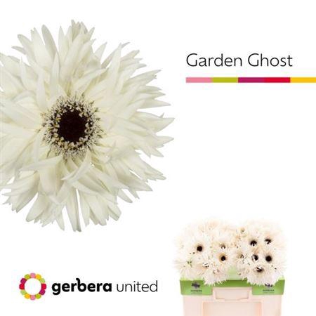<h4>Ge Gr Spi Garden Ghost</h4>