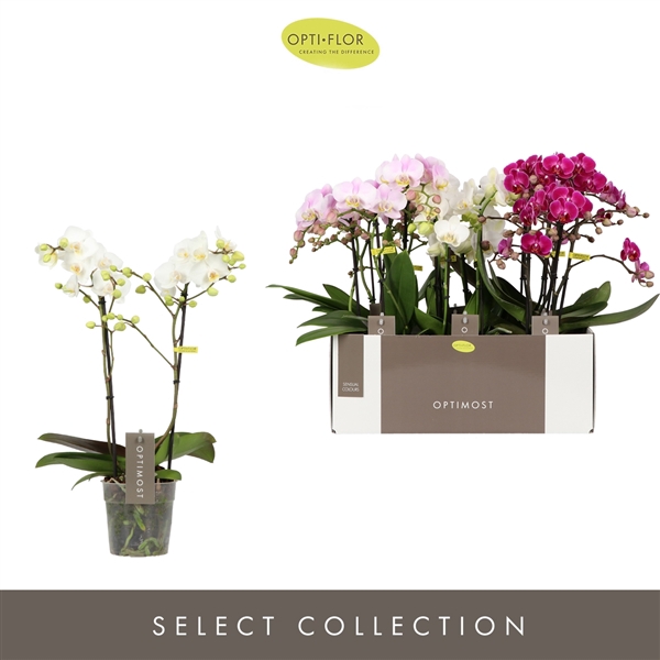 <h4>Phalaenopsis Multifloratypes gemengd 3 kleuren</h4>