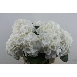 Hydr M Schneeball 60-18 (nl)