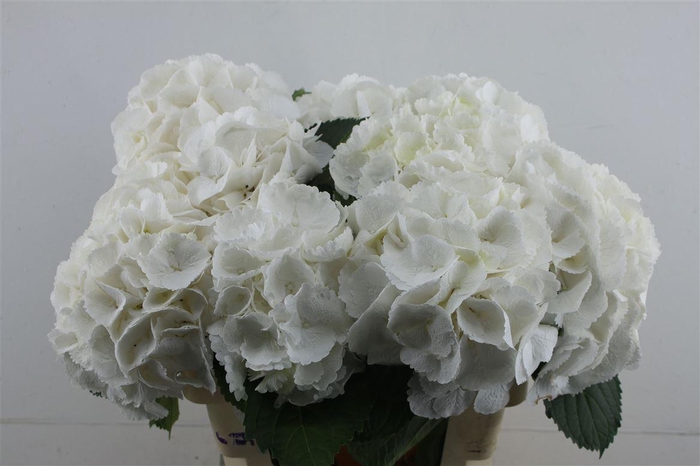 <h4>Hydr M Schneeball 60-18 (nl)</h4>