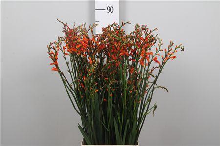 <h4>Crocos Red King</h4>