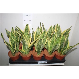 Sansev Futura Superb