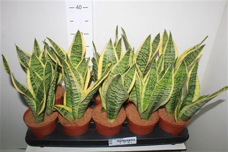 <h4>Sansev Futura Superb</h4>